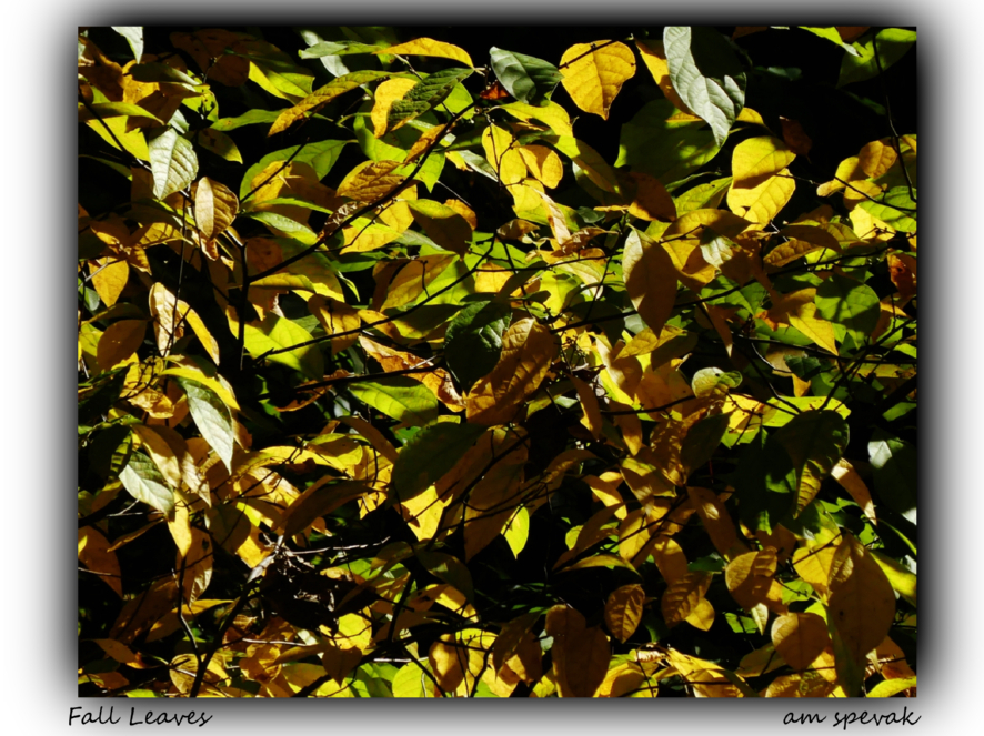 ./fall_leaves_2_1791169944356